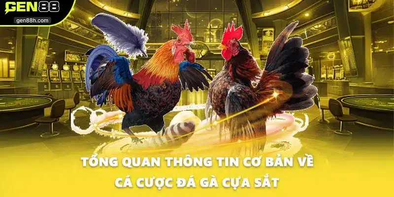 Tổng quan thông tin cơ bản về cá cược đá gà cựa sắt