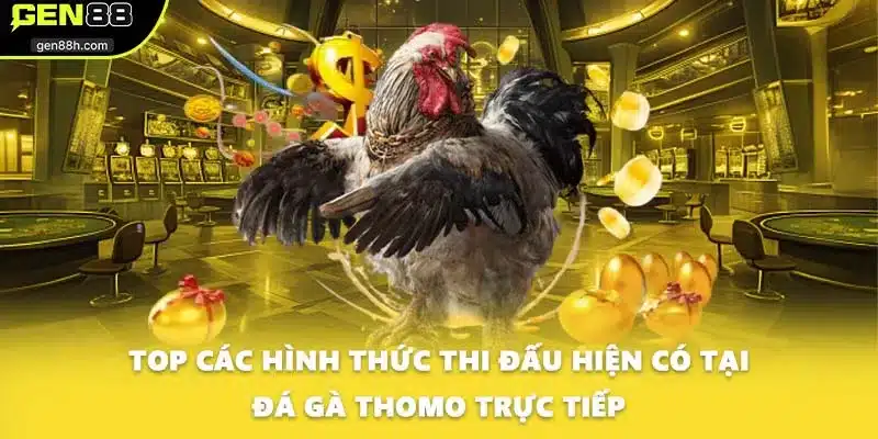 Top các hình thức thi đấu hiện có tại đá gà Thomo trực tiếp